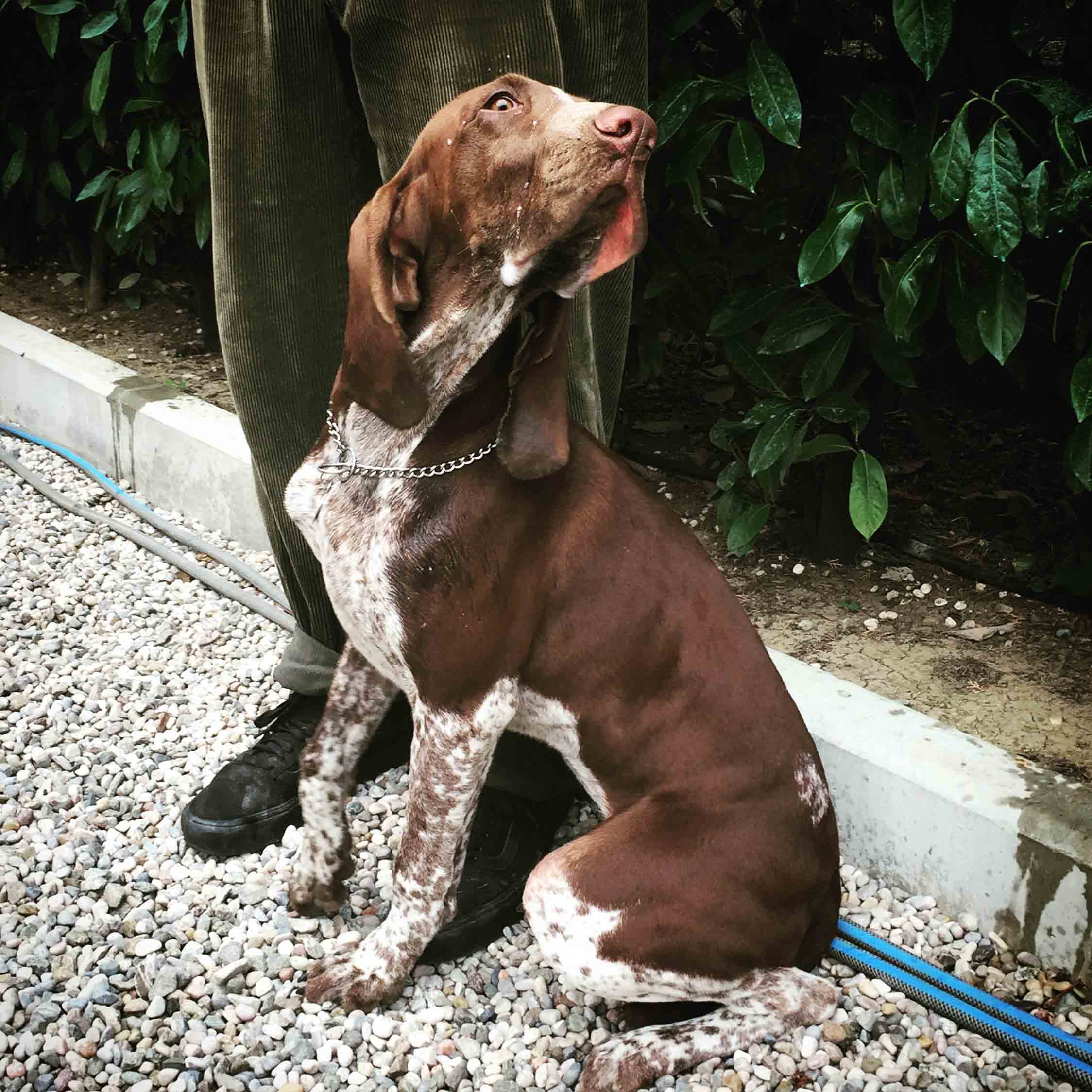 bracco italiano roano marrone tonaca di frate