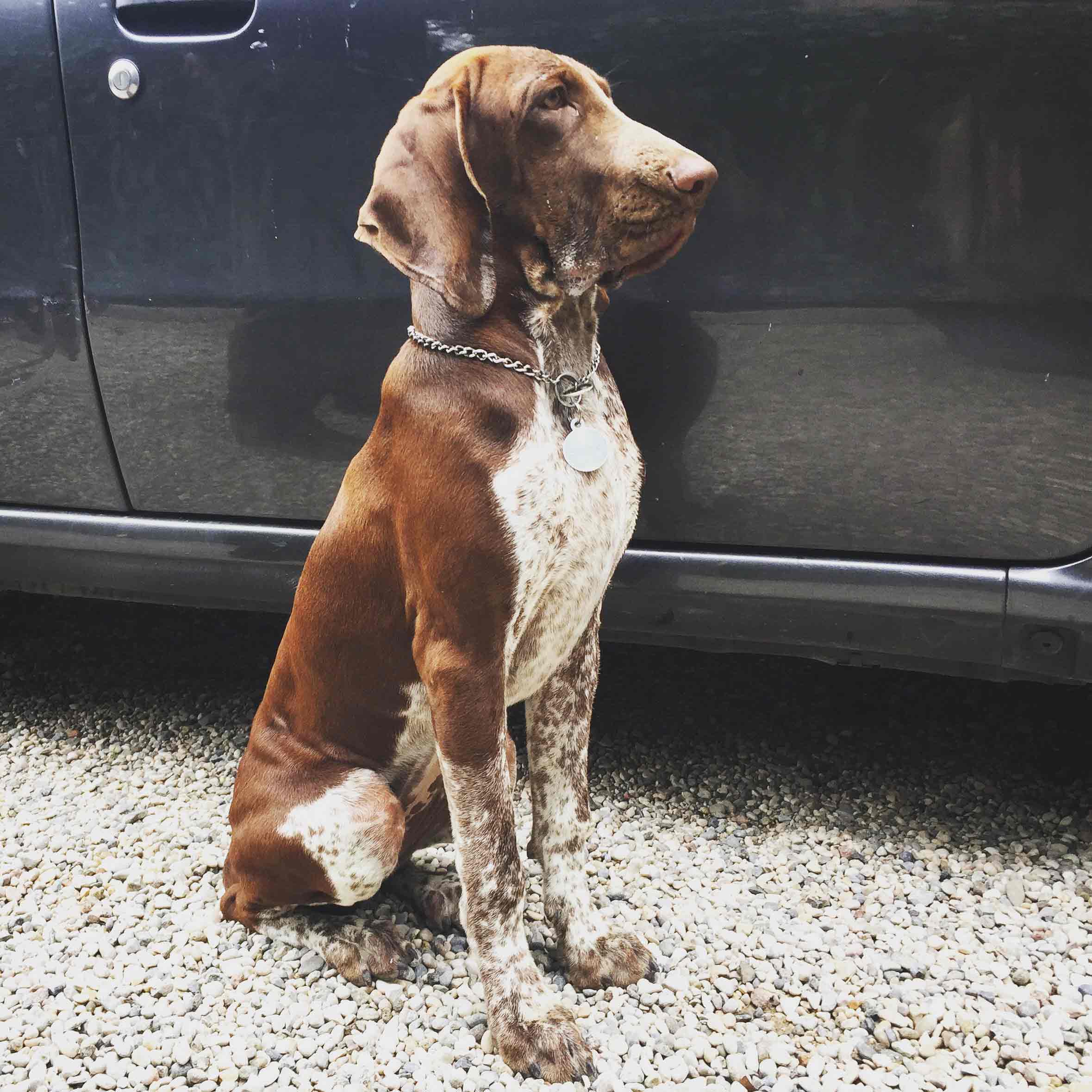 bracco italiano roano marrone tonaca di frate