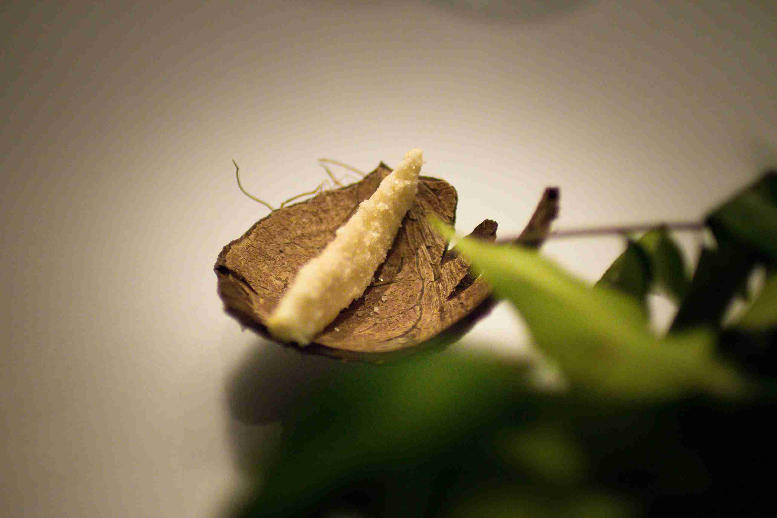 “มะพร้าว” at Alinea, Chicago (Photo by Brad A. Johnson)