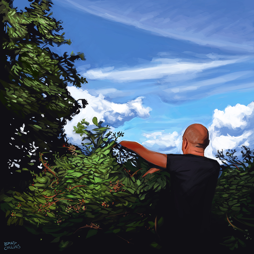 Summer Blackberry Harvest