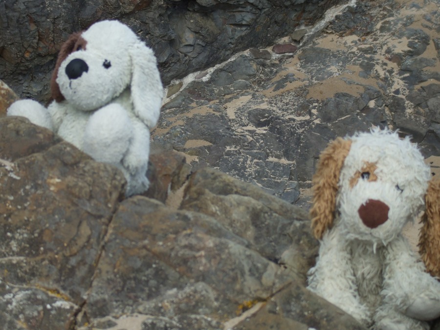 Cuddles and Puddles in Tenby - Amroth, September 2017