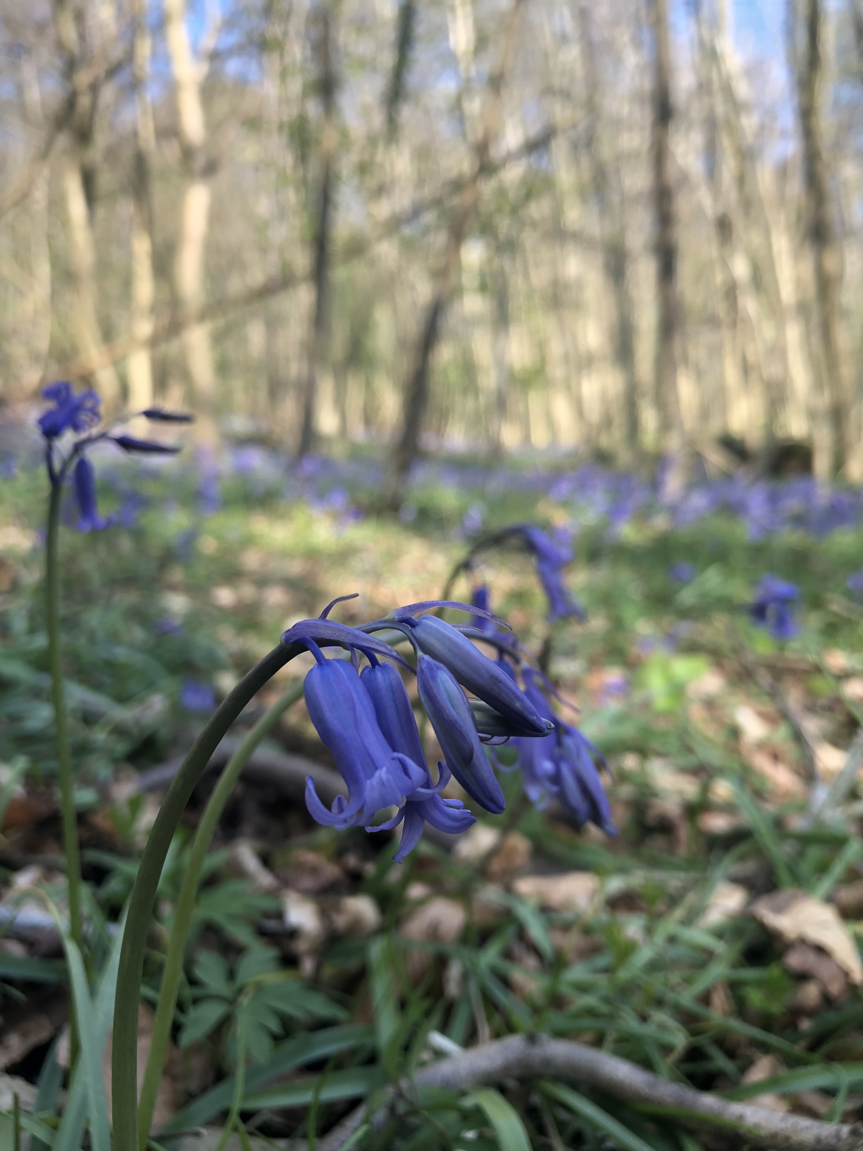 7th May 2026 The Secrets of the Sapperton Valley