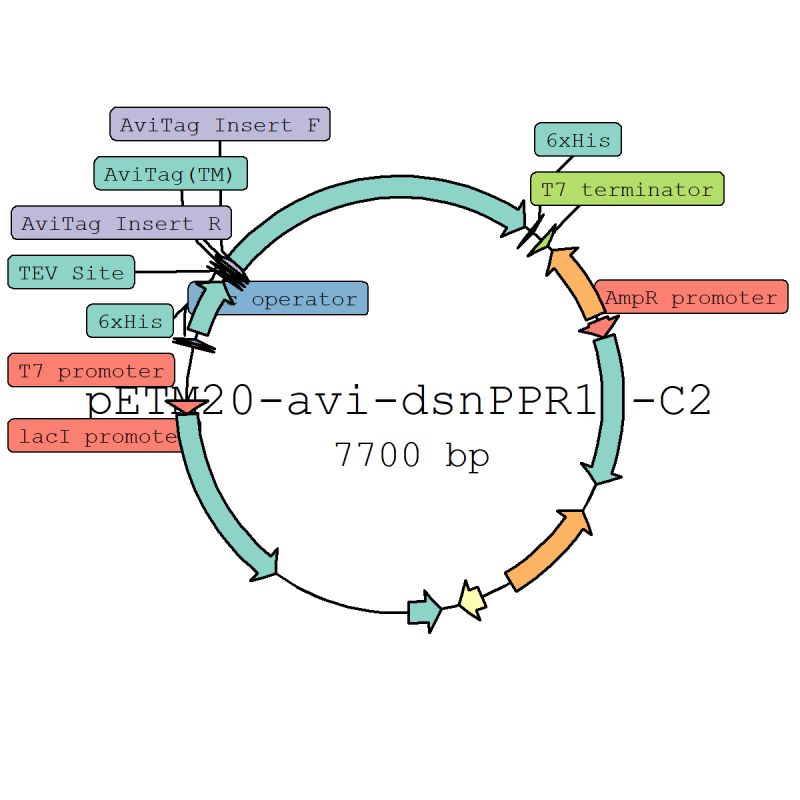 Github Evoart Plasmidnetworks - Download Stunning Sunset Texture | Mobile