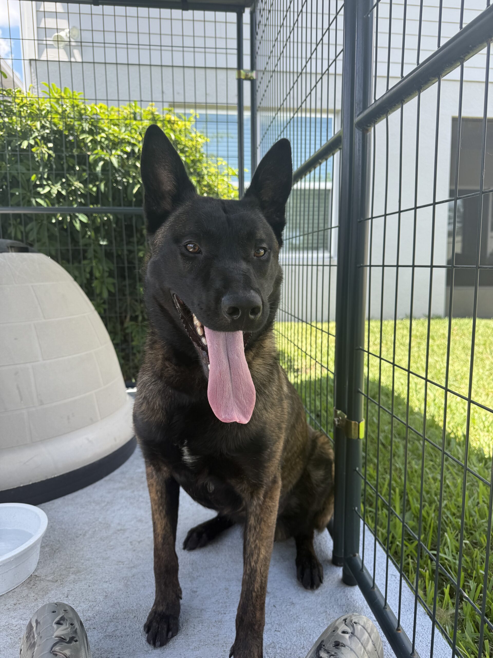 Ram, Melbourne Police Department, Melbourne, Florida