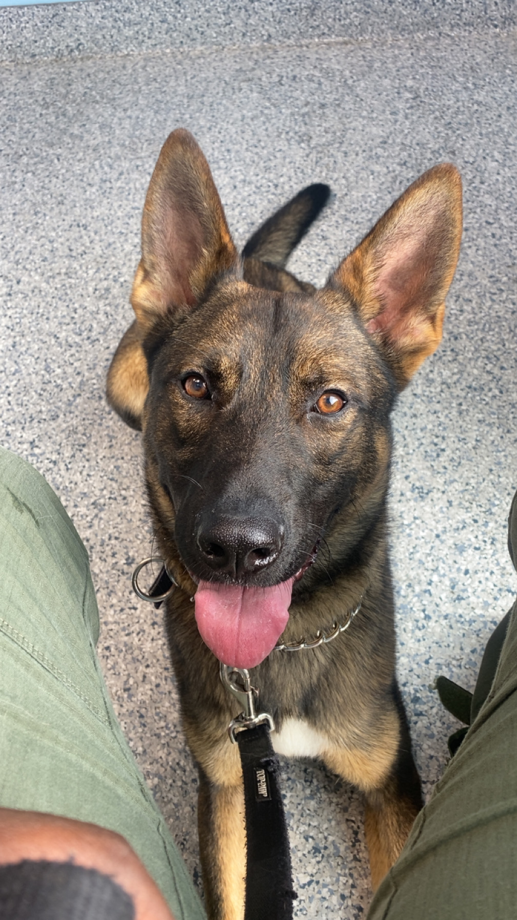 Stitch, Brevard County Sheriff&rsquo;s Office, Palm Bay, Florida