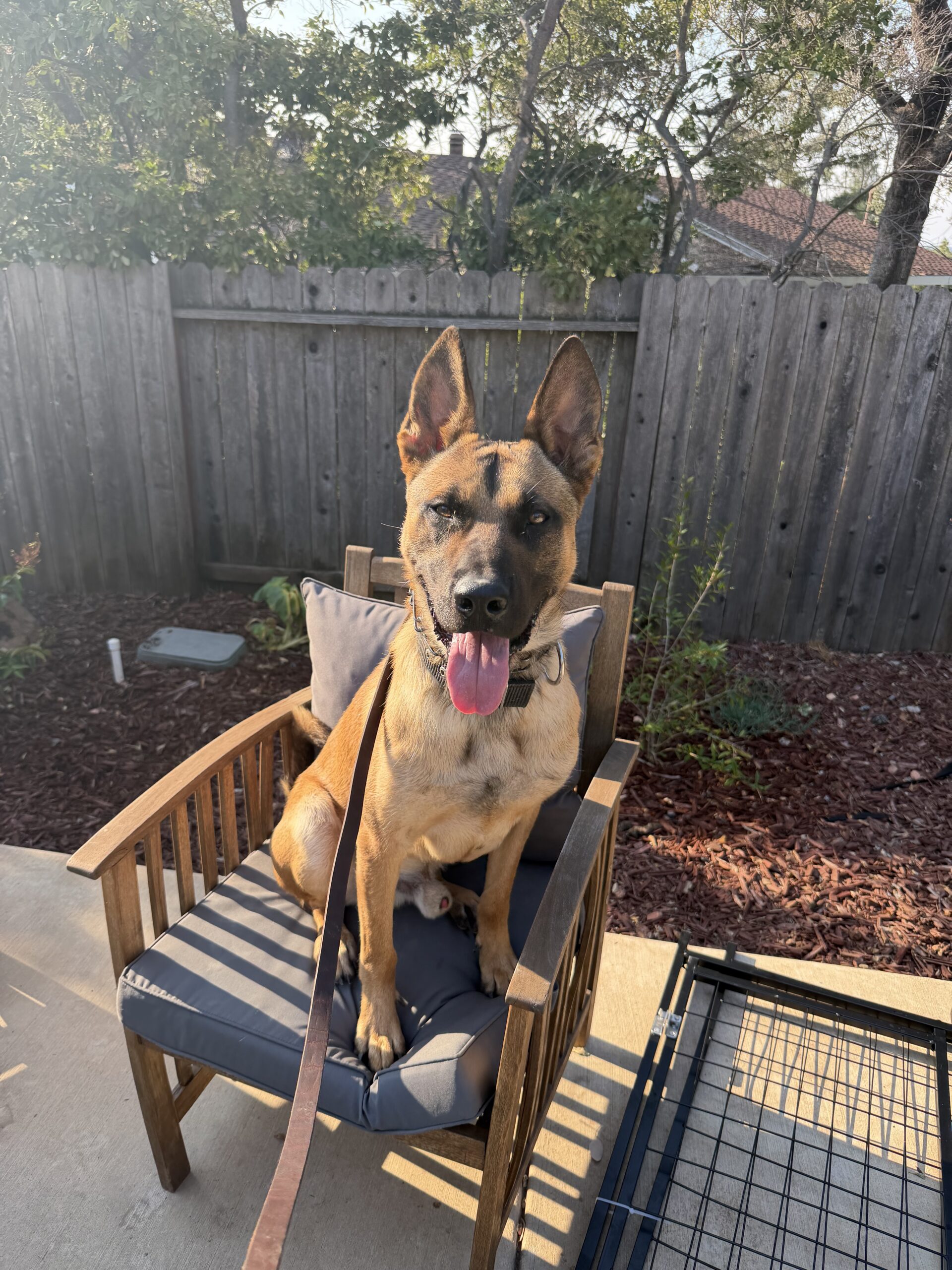 K9 Khan, El Dorado County Sheriff's Office, Placerville, California