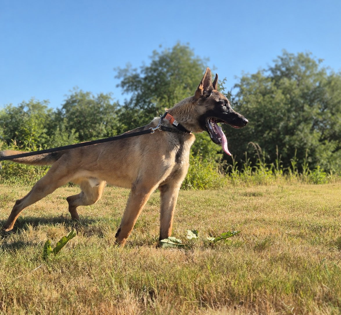 Chico, Duncanville PD, Dallas, Texas