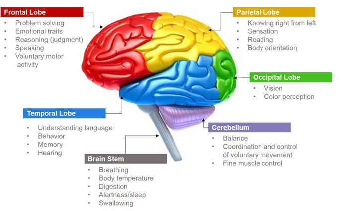That shuts down the frontal lobe and disconnects it from the rest of the brain. Position And Function Of The 4 Lobes Of The Brain Braindrain3