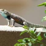 lizard