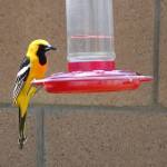 oriole