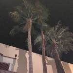 palms