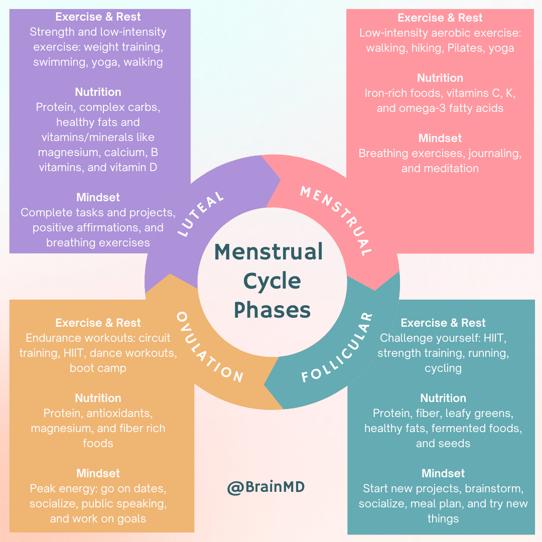 The menstrual cycle phases of your cycle menstrual cycle menstrual