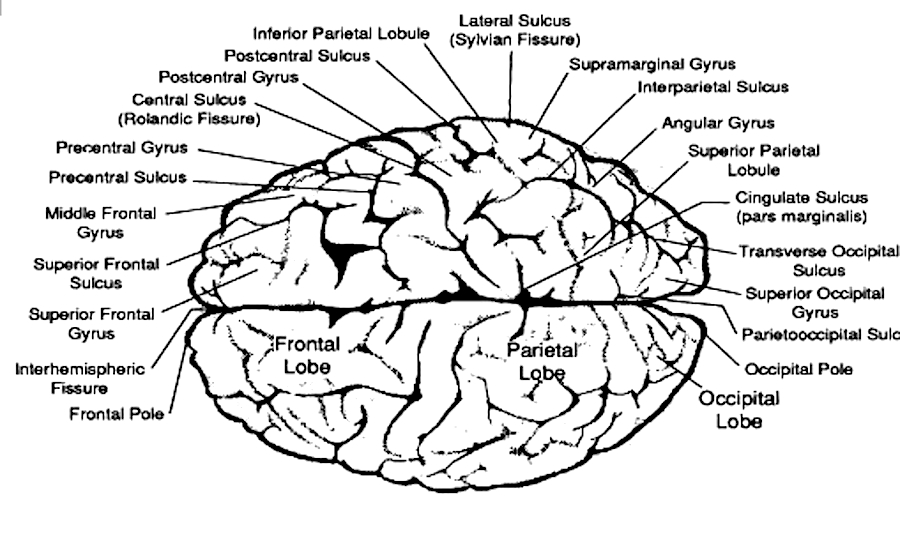 Right Frontal Cortex Is Ydrfm