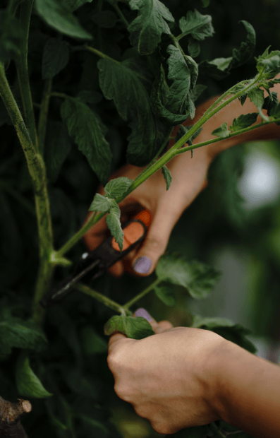 pruning a plant as part of may blue moon gardening