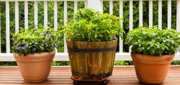barrel and terracotta pots with herbs on a patio