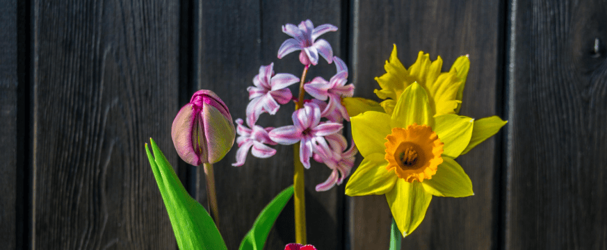spring flowers grown from fall bulbs