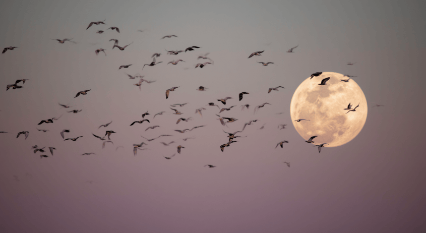 migrating birds in the autumn against a full moon