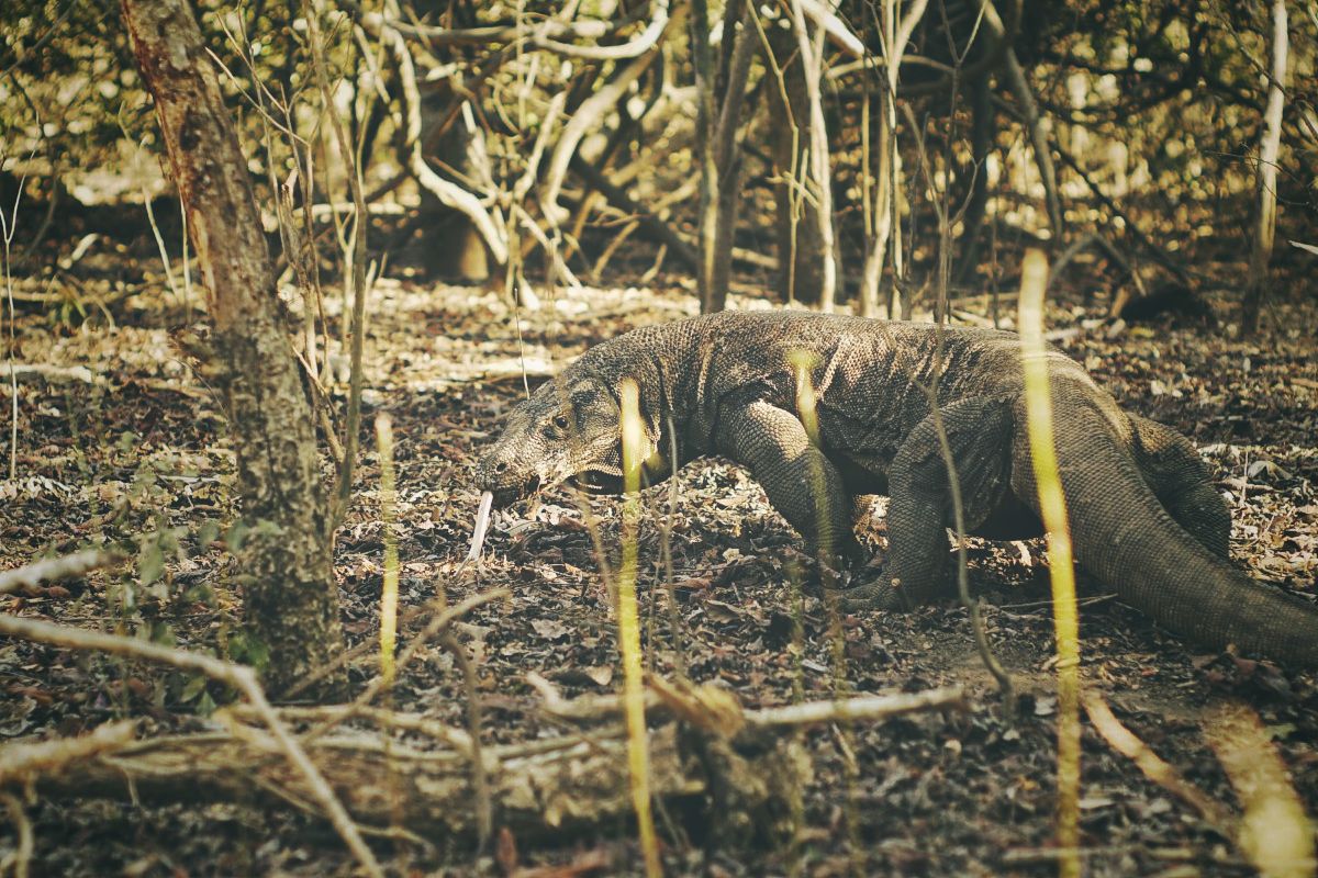 Komodo Dragon at Komodo National Park Flores