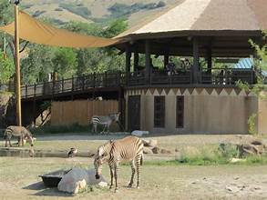 Zebras at Utah's Hogle Zoo