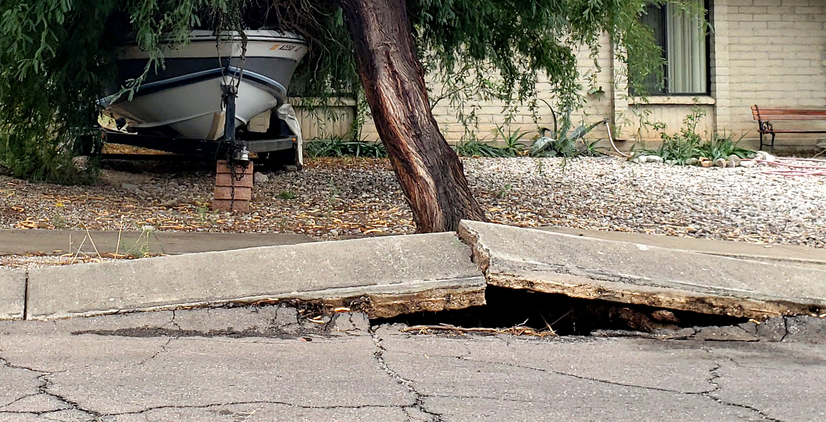 Tree Removal Chicago How Tree Roots Can Damage Your Home