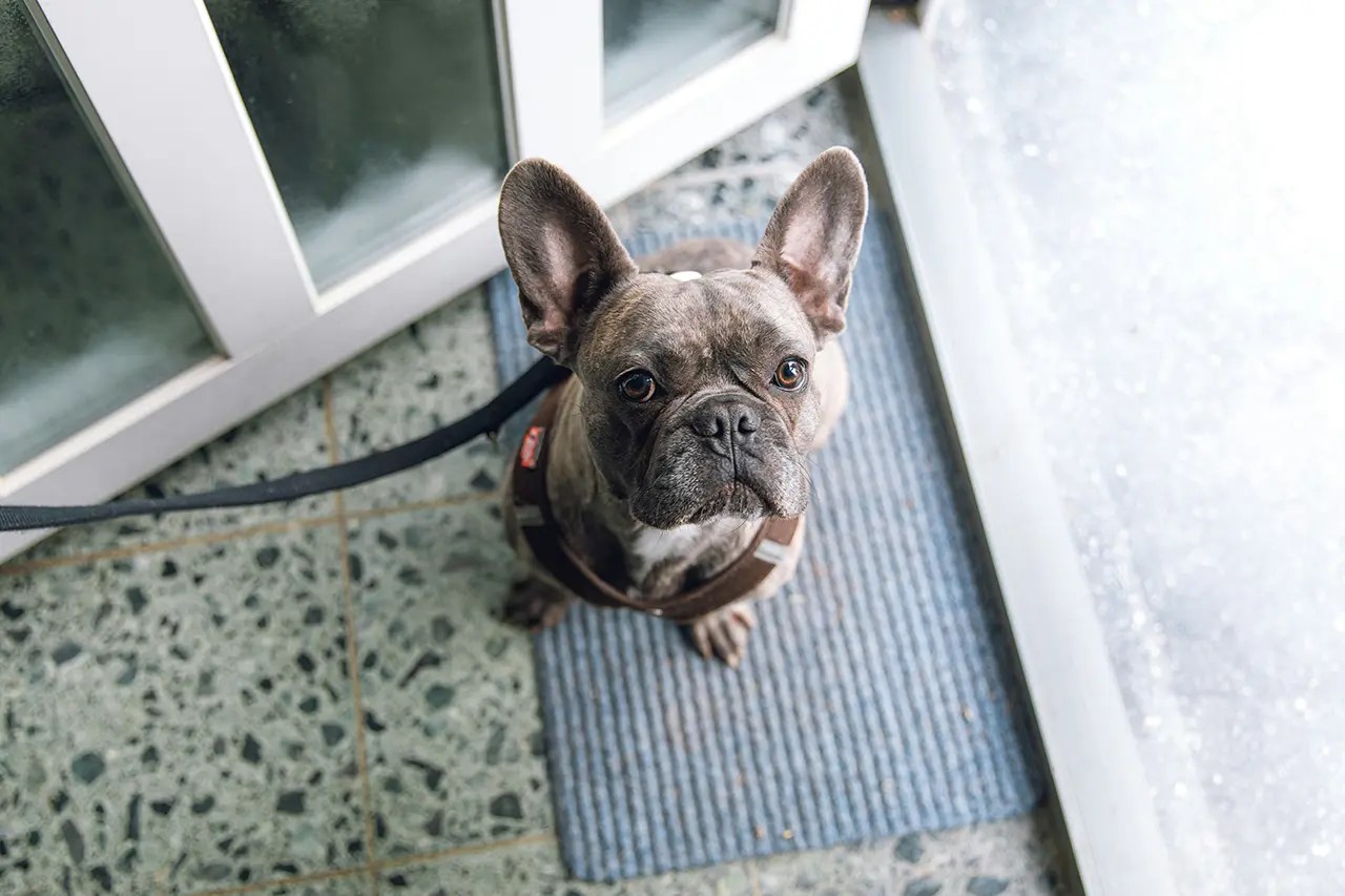 A French Bulldog sitting on a blue mat, looking up expectantly.