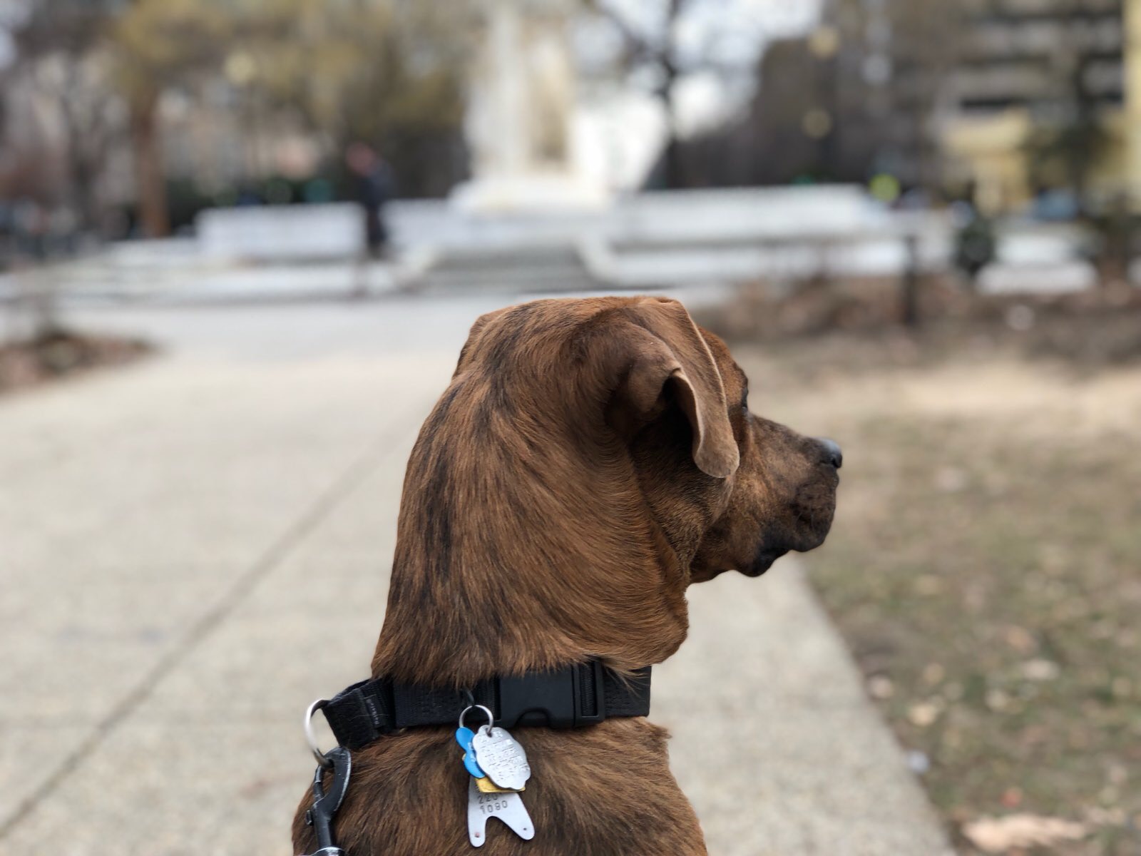 Temba exploring Dupont Circle