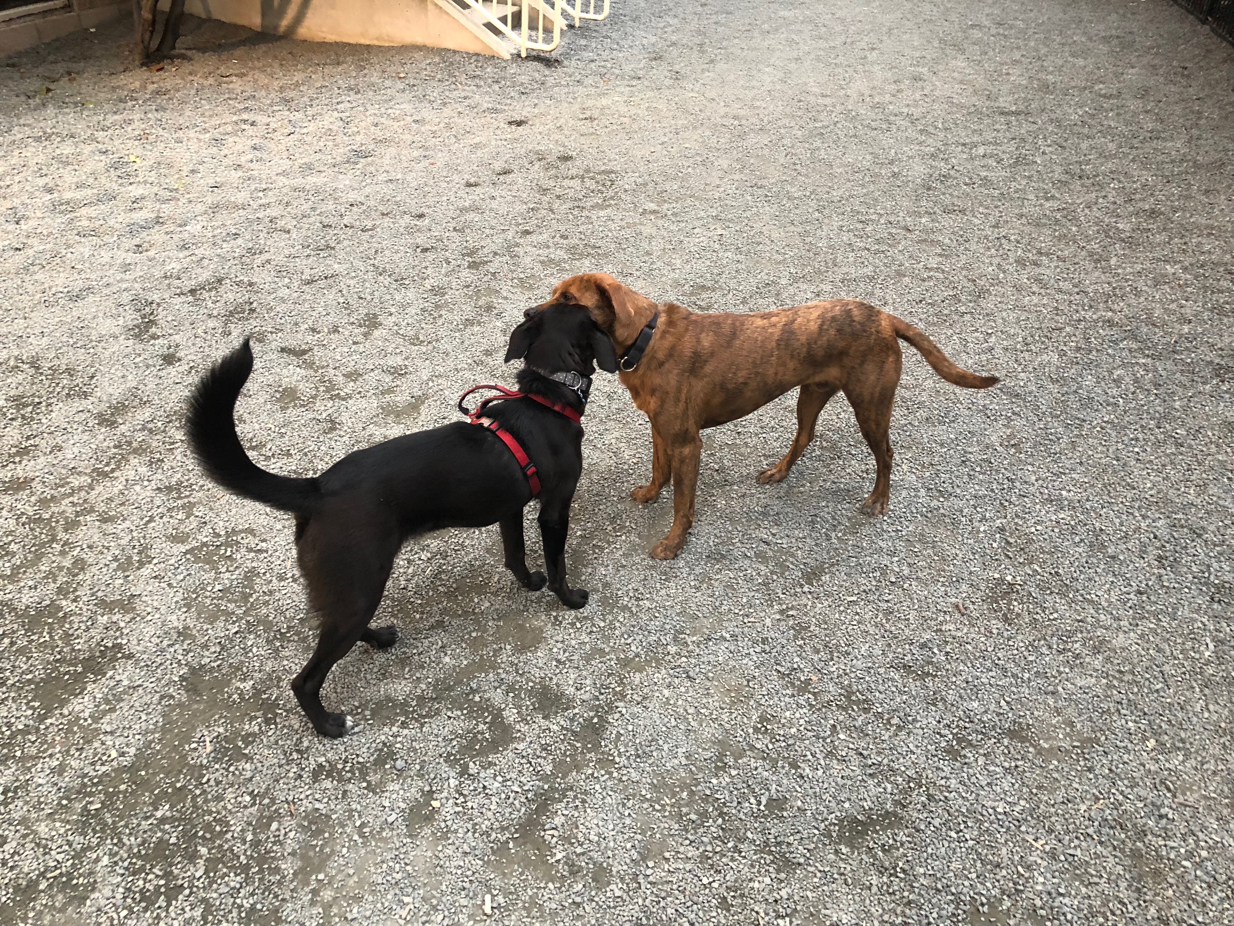 Temba and Madison share a stick
