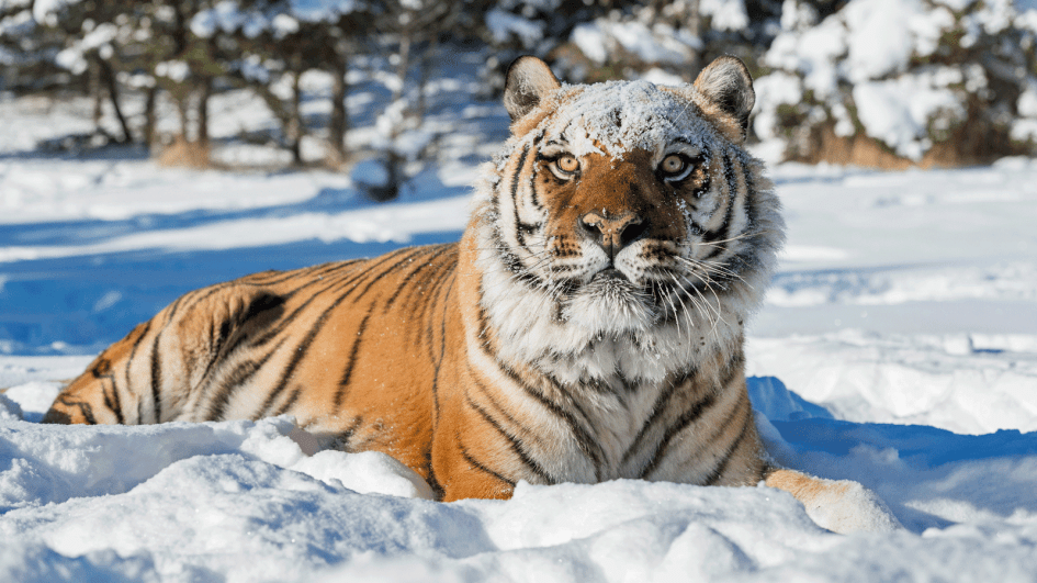 tiger on snow