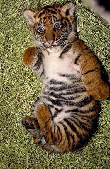 Baby Cub