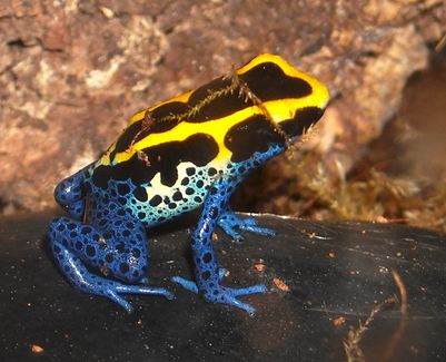 Cobalt Poison Dart Frog Branson S Wild World