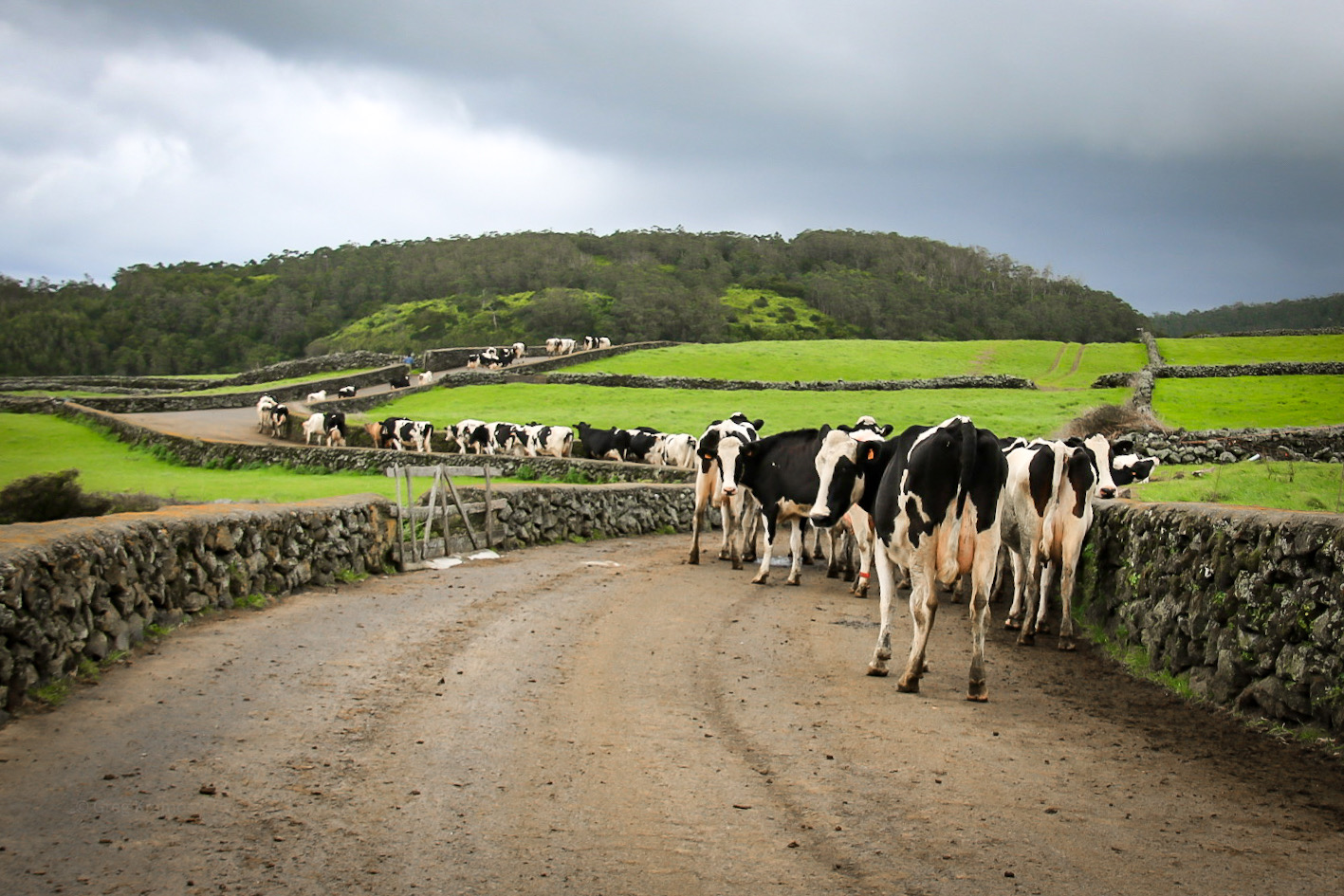 Cows on a country road in the Azores.