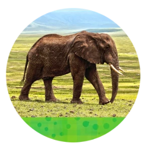 1056 Elephant Walks