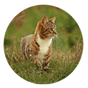 1060 Tiger Kitten