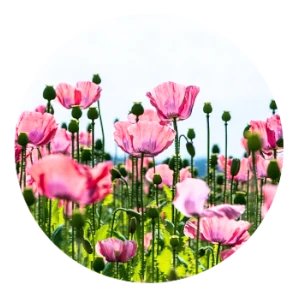 1074 Pinky Tulips