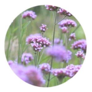 1075 Purple Flowers