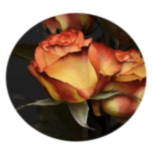 1076 Yellow Rose