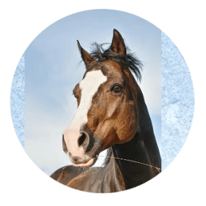 1082 Horse