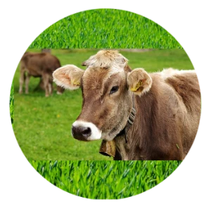 1087 Brown Cow