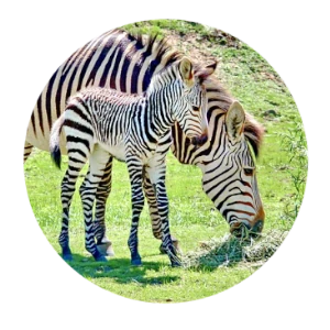 1095 Zebra with Baby