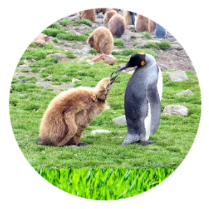 1100 Penguin Friend