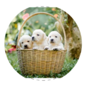1125 Puppies