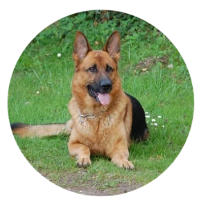 1128 German Shepherd