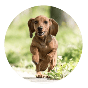 1129 Dachshund