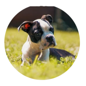 1131 Boston Terrier