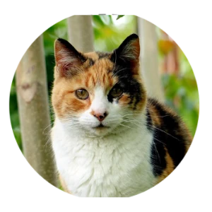 1134 Calico Cat