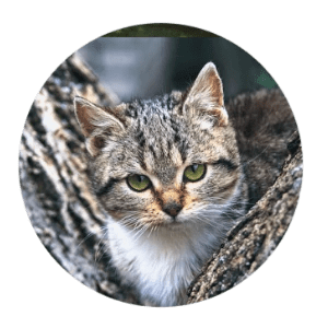 1135 Tiger Cat