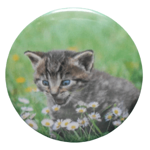 115 Kitten