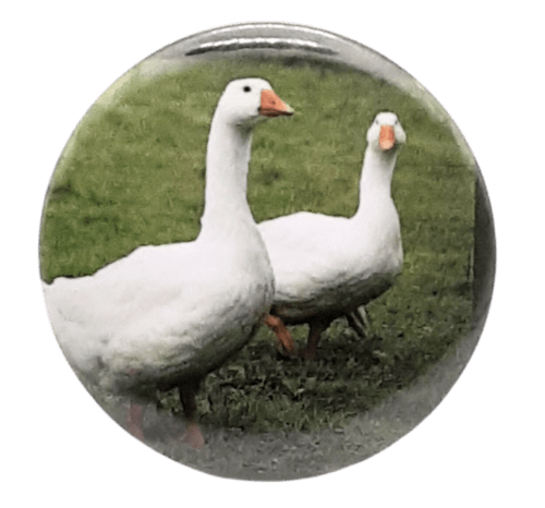 136-Geese