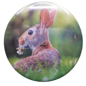503 Rabbit