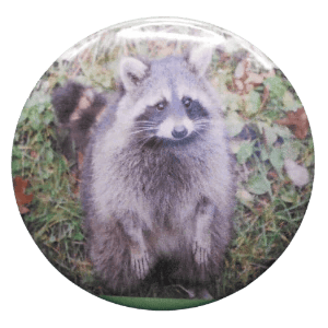 504 Raccoon